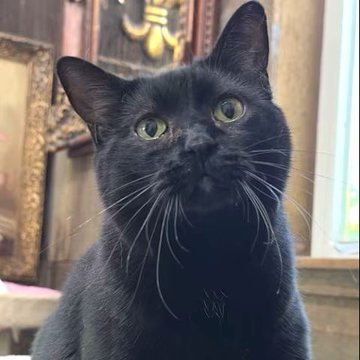 sachikoko's tweet photo. 👉🏽SENIOR ALERT🙏🏽PLZ SHARE
💝Gentle, Sweet 8YO #Senior Black🐈‍⬛Kitty "HELEN"💝
📣Needs A Loving #FureverHome🏠
▶4 INFO https://t.co/5Rc5Jcdr33
🙏🏽#AdoptDontShop🍀#AdoptABlackCat🍀
#Acampo, #CA #SanJoaquinCounty #Lodi
✅Cats✅Dogs✅Kids @AdoptRescueCats
#ForgottenSoulsHour #US #Cats https://t.co/9e8JRkKFpt