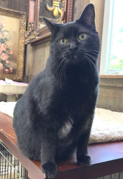 sachikoko's tweet photo. 👉🏽SENIOR ALERT🙏🏽PLZ SHARE
💝Gentle, Sweet 8YO #Senior Black🐈‍⬛Kitty "HELEN"💝
📣Needs A Loving #FureverHome🏠
▶4 INFO https://t.co/5Rc5Jcdr33
🙏🏽#AdoptDontShop🍀#AdoptABlackCat🍀
#Acampo, #CA #SanJoaquinCounty #Lodi
✅Cats✅Dogs✅Kids @AdoptRescueCats
#ForgottenSoulsHour #US #Cats https://t.co/9e8JRkKFpt