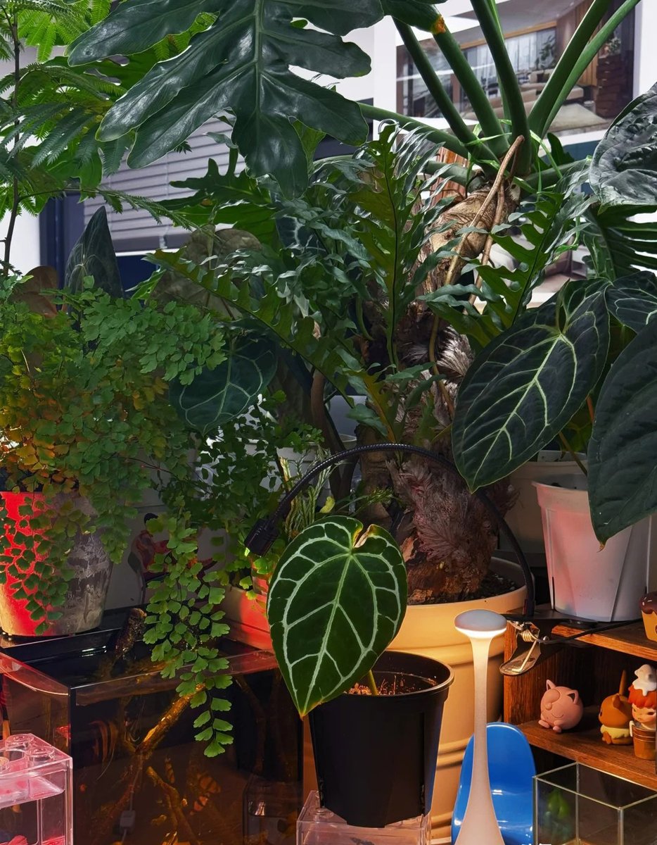 MeganLucasfels's tweet photo. Just realized my desk plant needs watering… guess today’s most important task is staying hydrated (and not getting caught scrolling). #WorkModeOff https://t.co/61oEJuutnp