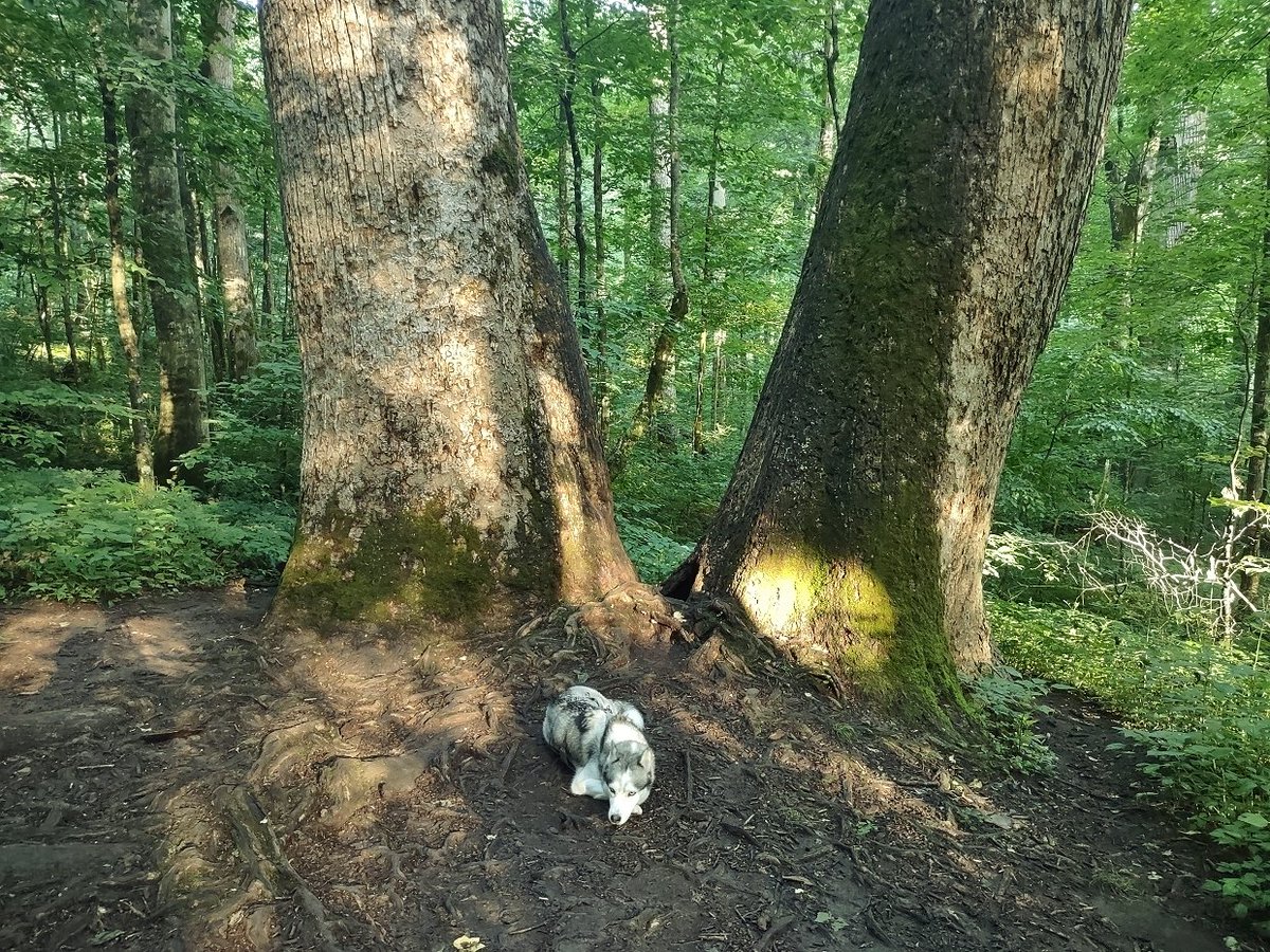 Waterfall_Hero's tweet photo. Amaroq among the giants of Joyce Kilmer Memorial Forest 🌲 Nothing quite like an early morning with a bold husky and 400-year-old tulip poplars. #husky #huskylife #amaroqthebold #joycekilmermemorialforest #nanthalanationalforest #hikingwithdogs https://t.co/bPbcGpU5rB