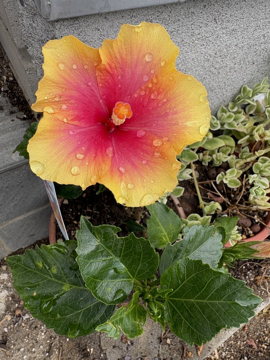 enjoy___15's tweet photo. 知り合いからお花が送られてきた
#ハイビスカス https://t.co/6Tf3ogcB2q