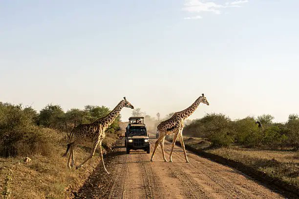 Greenway256's tweet photo. 🏞️ National Park or 🦓Game Reserve?
They are not the same!
National Parks focus on conservation and iconic wildlife.
Game Reserves often offer night drives, walking safaris, and more exclusive experiences
Which would you choose?
https://t.co/3tGnX34SaK
#NationalPark #GameReserve https://t.co/NYf2K3vviG