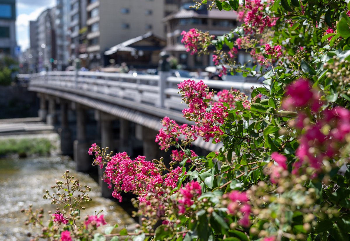 kyotocitykoho's tweet photo. 明日から二十四節気の #立秋
暦の上では秋の始まりですが、まだまだ厳しい暑さが続いています。
 
今日はこの時期に見頃を迎える百日紅（さるすべり）を市役所前や鴨川沿いで📷
鮮やかな紅や白の花が夏空によく映えていますね✨ https://t.co/hPaVhg3Uh9