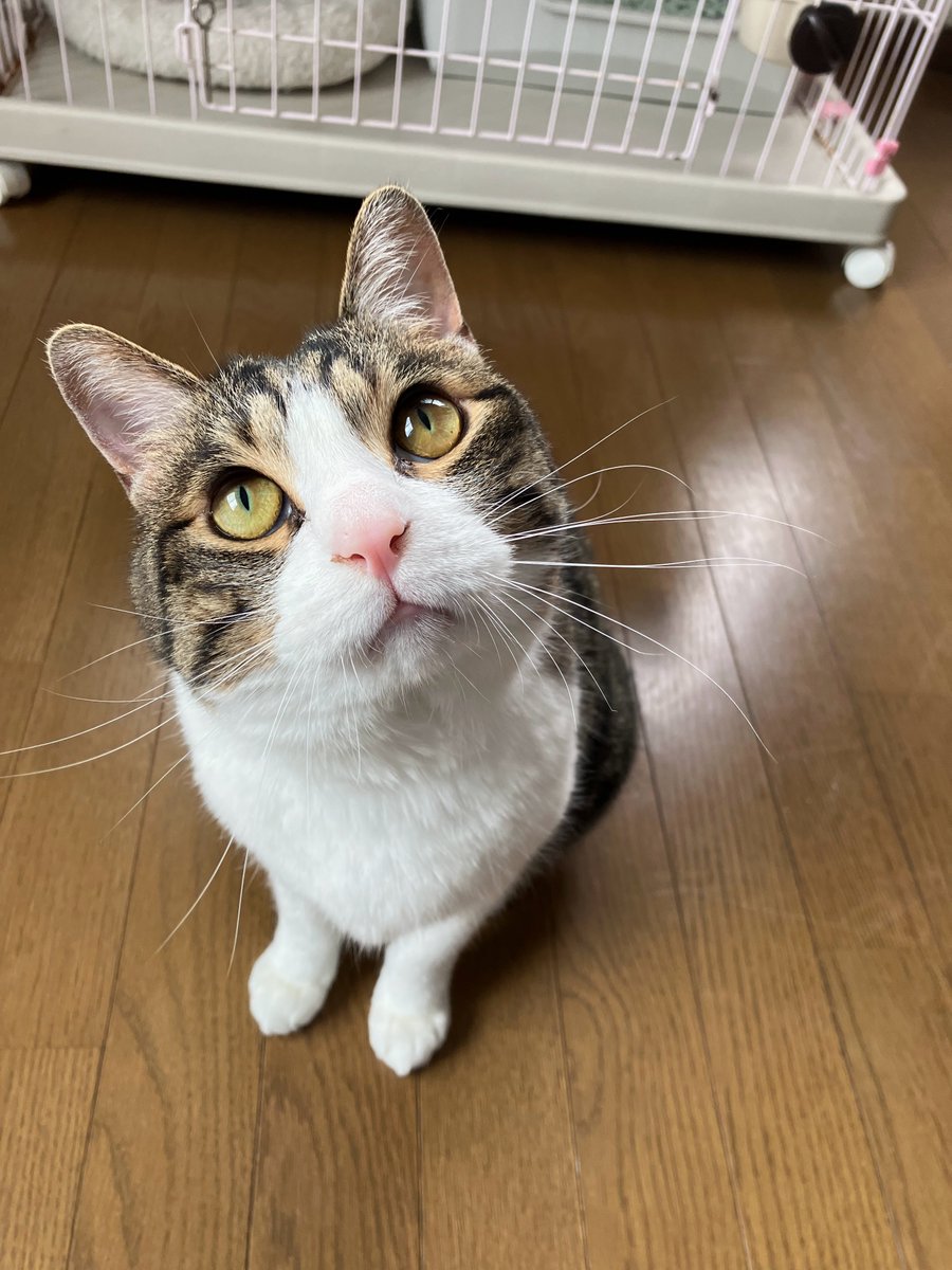 wanekocafe's tweet photo. 【里親様募集中】

そら君　キジ白　推定6歳の男の子

去勢手術済　マイクロチップ装着済
3種混合ワクチン接種済　FeLV.FIV共に陰性　​駆虫済

元飼い猫さんです。
体重は5.4kgと、大柄な猫さんです。

愛称　おにぎりちゃん　頭大きいちゃん https://t.co/9njrYFAZrP