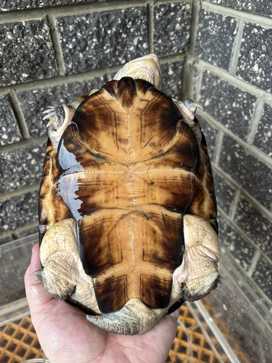 reptilefeel's tweet photo. ヌマヨコクビガメ

#ヌマヨコクビガメ
#亀販売
#亀専門店 https://t.co/ztq06vsZ1M