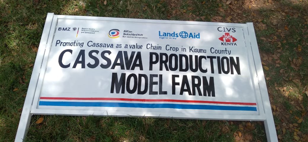 civskenya's tweet photo. Cassava is more than a crop,it's a pathway to food security and sustainable livelihoods. By promoting cassava as a climate resilient value chain crop,CIVS Kenya is empowering communities in Kisumu County to improve nutrition,adapt to climate change, and build sustainable incomes https://t.co/sWjlRNbKiS