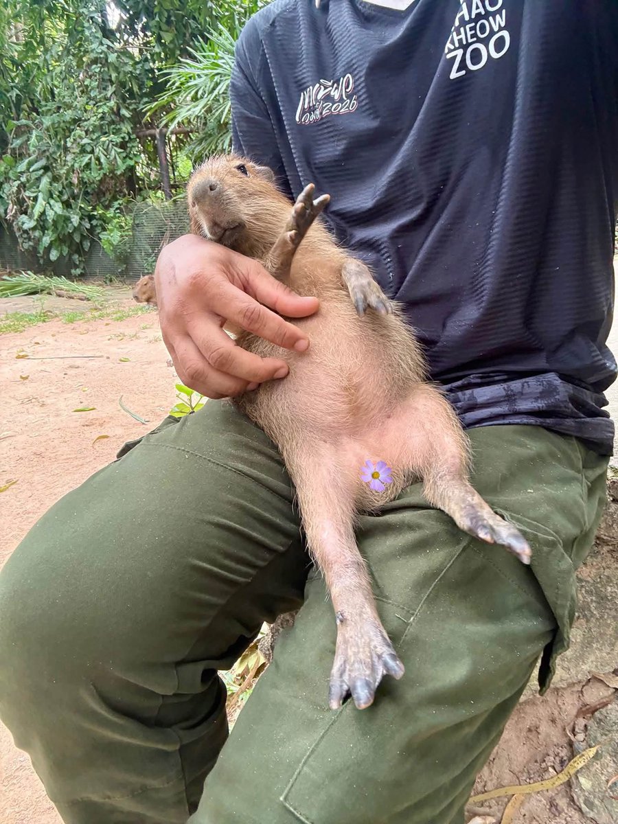 and_khamoo's tweet photo. ไม่ค่อยเห่อเลย 
วันจันทร์ ขาแทบไม่โดนพื้นเลย555 #hippo #PygmyHippo #ขาหมูแอนด์เดอะแก๊ง #หมูเด้งเด้งกี่โมง #Moodeng #พี่ขาหมู #สวนสัตว์เปิดเขาเขียว https://t.co/rvRluCrJSQ