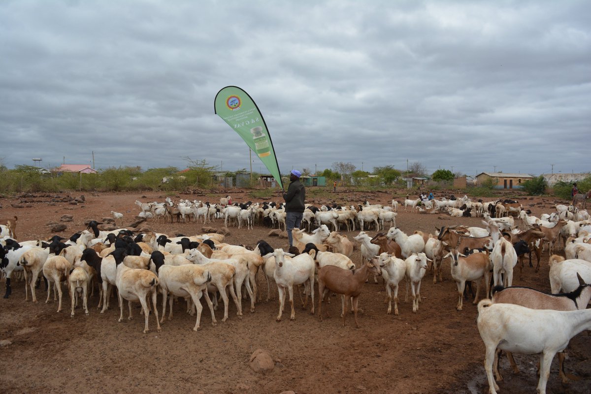 kevevapi's tweet photo. 🧵 Marsabit Livestock Vaccination Campaign: Day 2 Update 👇1/2 Day 2 of the KEVEVAPI vaccination campaign is officially live in Loglogo! We are proud to run this vital exercise in close collaboration with the County Government of Marsabit to protect our pastoralist communities. https://t.co/jOZcLSsXEh