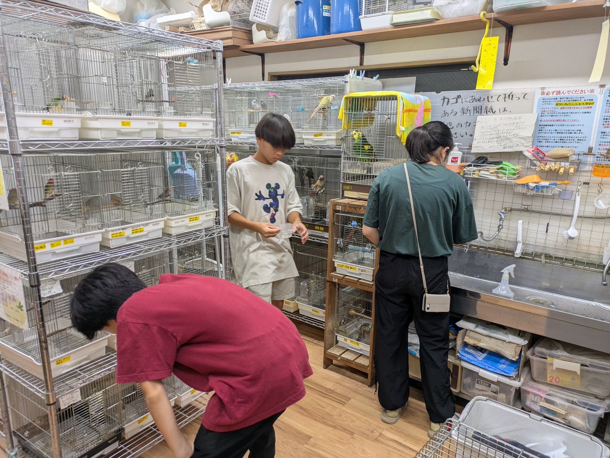 aqua87871980's tweet photo. 夏休みに入って

ほぼ毎日、色々なこども達が保護動物やインコカフェの為にお手伝いに！

今日なんか朝7時から保護部屋お世話スタート！

こどもの居場所にもなりながら
　運営側も助けられていて

感謝です✨✨🦜

#こどもボランティア　#こどもの居場所　#動物との関わり　#こどもの体験　#長後こども食堂　#NPO法人ことりのおうち