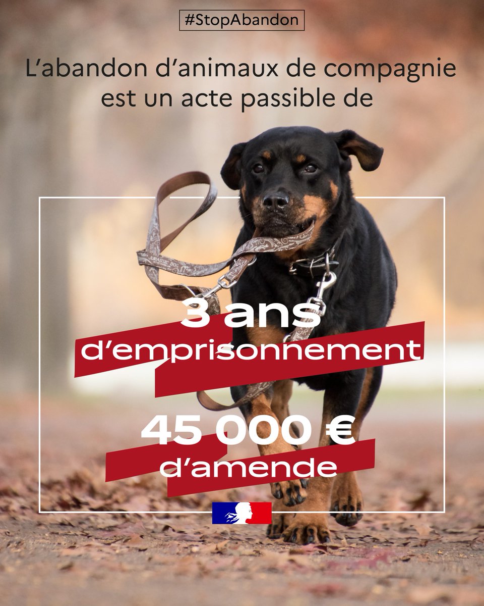 Prefet80's tweet photo. #StopAbandon | Pendant les vacances, n'oubliez pas votre fidèle compagnon. Votre départ ne doit jamais être synonyme d'abandon. L'abandon est un acte cruel et puni par la loi. https://t.co/rtDnmAbMVn