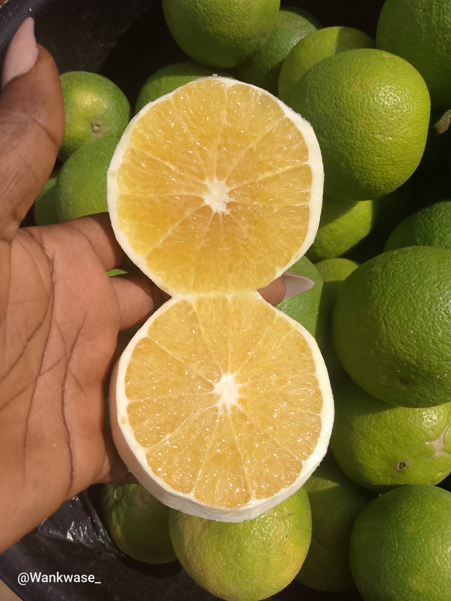 Wankwase_'s tweet photo. New Yam ( Mumuye)

White, Soft, You can pound, fry and boil. 

10 tubers of Medium tubers ( thick) 
📍35K + Delivery.

Free Sweet Juicy Benue Oranges.

📞07076557536.

NATIONWIDE DELIVERY. 

@nosafk https://t.co/KjjpGsjb3R