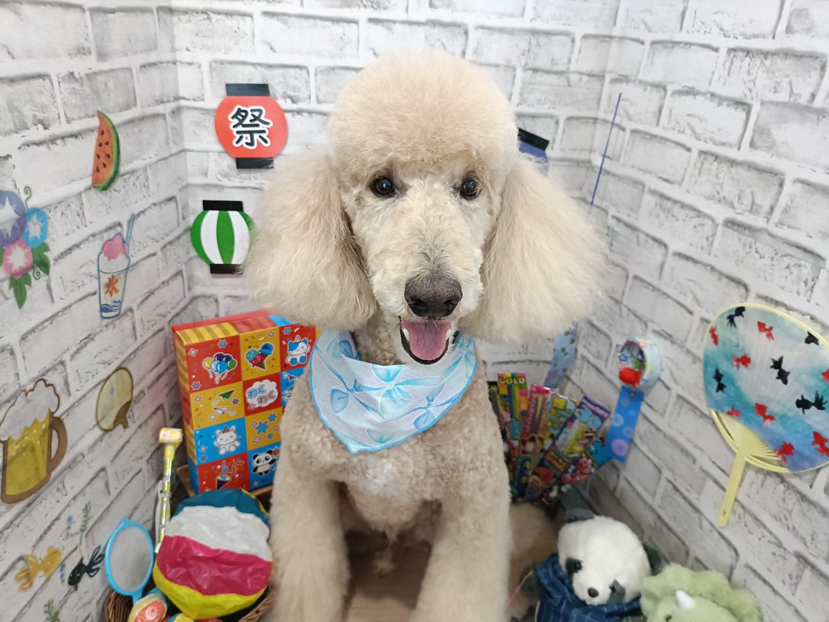 rumu_ta's tweet photo. わんちゃんの紹介🐶
スタンダードプードルの福くん(^^)

ブラッシングがんばってくれました！
人懐っこくて元気で良い子です☺

またお待ちしてます('ω')ノ
＃トリミングサロン　＃スタンダードプードル　＃小田原市　＃南足柄市　＃ルムータ https://t.co/We0xpWxYUl