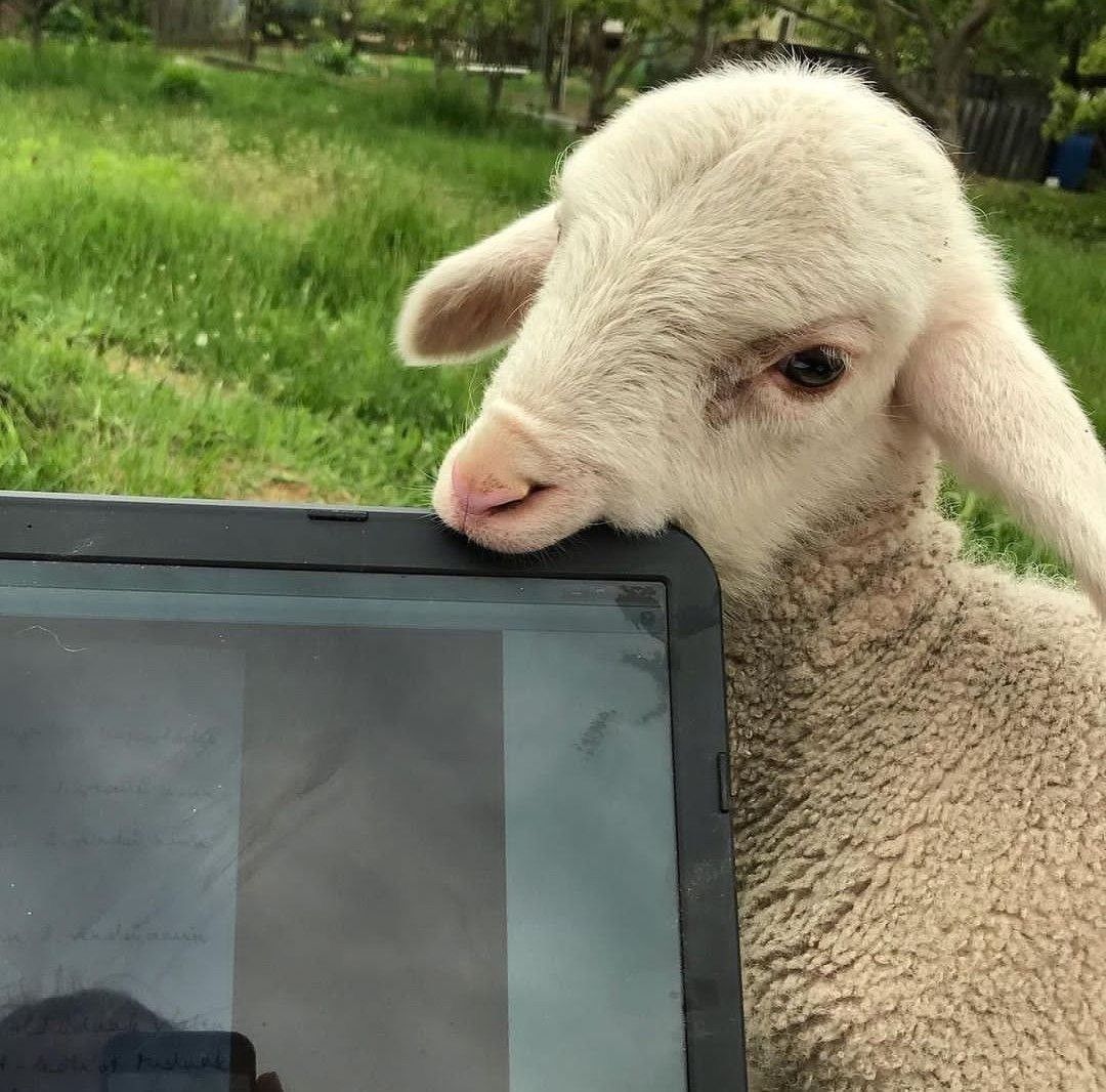 equine__dentist's tweet photo. he’s never received a microsoft teams notification https://t.co/0htl9VKh5u