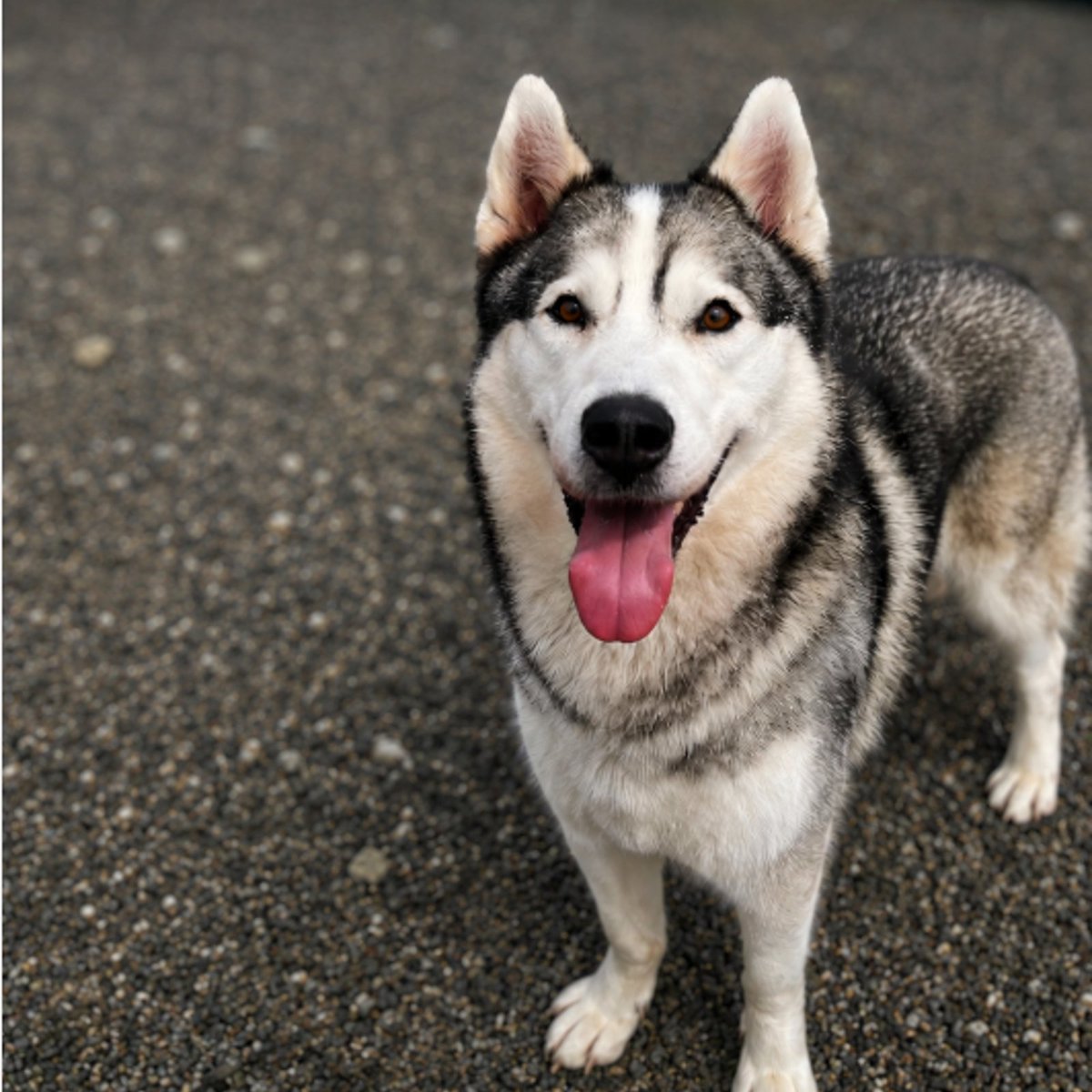 team_greenacres's tweet photo. Meet Atlas, a handsome 6 year old Husky with a wonderful nature who is looking for a new forever home through no fault of his own

💔Sadly, his owner's health has deteriorated, they made the difficult decision to find Atlas the loving home he deserves💔

🐶Atlas has been a much loved family pet

🐶He is a friendly, affectionate boy with a gentle temperament & sociable nature. He enjoys the company of people 

✅️🐶He is dog friendly & enjoys the company of other dogs

🏡Atlas would make a fantastic companion for someone who understands & loves the Northern breeds 

🏡He's ready to become a cherished member of a new family who can offer him the time, love & adventures he deserves

🏡If you're looking for a loyal friend with plenty of character, Atlas could be the perfect match

🏡If you think you can offer Atlas the right home, please complete the application form by following the link below👇

🔗
https://t.co/ptK08gMHna

📝FYI: Applications are processed Monday to Thursday. Please be patient, our Rehoming Team will be in contact with you as soon as possible📝

🏡🏥All successful applications are subject to home & Vet checks🏥🏡

📍Our animals are based in #Pembrokeshire South West #Wales While we do rehome across the UK, please keep our location in mind because visits to the centre are essential. We may also prioritise homes that are closer to the rescue 

For full details on our adoption process please visit: 

🔗 
https://t.co/P5YZxvile6

🔁Can’t adopt right now?
The best way to help an animal in need is to SHARE THEIR POST so it reaches their forever home🔁

Thank you for considering adoption & for helping us find a truly special home for Atlas 
💚🙏💚

#teamgreenacres #rescue #k9hour #rehomehour #teamzay  #Pembrokeshire #wales