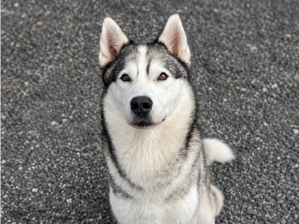 team_greenacres's tweet photo. Meet Atlas, a handsome 6 year old Husky with a wonderful nature who is looking for a new forever home through no fault of his own

💔Sadly, his owner's health has deteriorated, they made the difficult decision to find Atlas the loving home he deserves💔

🐶Atlas has been a much loved family pet

🐶He is a friendly, affectionate boy with a gentle temperament & sociable nature. He enjoys the company of people 

✅️🐶He is dog friendly & enjoys the company of other dogs

🏡Atlas would make a fantastic companion for someone who understands & loves the Northern breeds 

🏡He's ready to become a cherished member of a new family who can offer him the time, love & adventures he deserves

🏡If you're looking for a loyal friend with plenty of character, Atlas could be the perfect match

🏡If you think you can offer Atlas the right home, please complete the application form by following the link below👇

🔗
https://t.co/ptK08gMHna

📝FYI: Applications are processed Monday to Thursday. Please be patient, our Rehoming Team will be in contact with you as soon as possible📝

🏡🏥All successful applications are subject to home & Vet checks🏥🏡

📍Our animals are based in #Pembrokeshire South West #Wales While we do rehome across the UK, please keep our location in mind because visits to the centre are essential. We may also prioritise homes that are closer to the rescue 

For full details on our adoption process please visit: 

🔗 
https://t.co/P5YZxvile6

🔁Can’t adopt right now?
The best way to help an animal in need is to SHARE THEIR POST so it reaches their forever home🔁

Thank you for considering adoption & for helping us find a truly special home for Atlas 
💚🙏💚

#teamgreenacres #rescue #k9hour #rehomehour #teamzay  #Pembrokeshire #wales