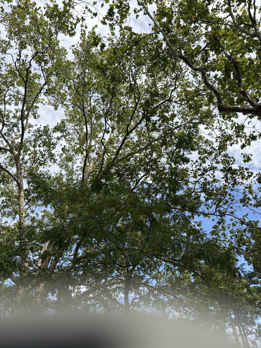 sylmlc's tweet photo. Daily hang out. The canopy, the hoopa. https://t.co/tuhYWtoCXr