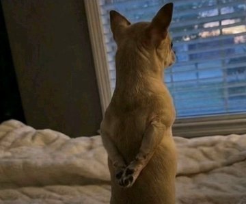 thiss_elijah's tweet photo. I no even see memes post again 
Life no funny again 😔 https://t.co/4tyFRVbQ5a