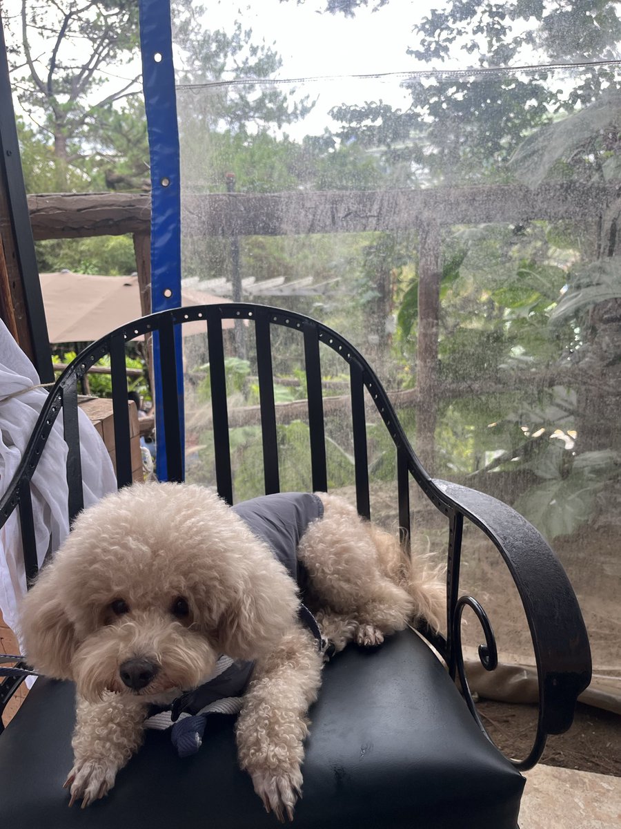 ColdLopez's tweet photo. Dogs measure love in moments, not minutes on a screen. Put the phone down. They're waiting. https://t.co/HLZtove2Jk