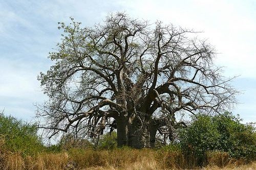 SudaneseCulture's tweet photo. Baobab, Kordofan, Sudan
#SudaneseCulture

تبلدية، كردفان، السودان
#ثقافة_سودانية https://t.co/pUD0ztaA6i