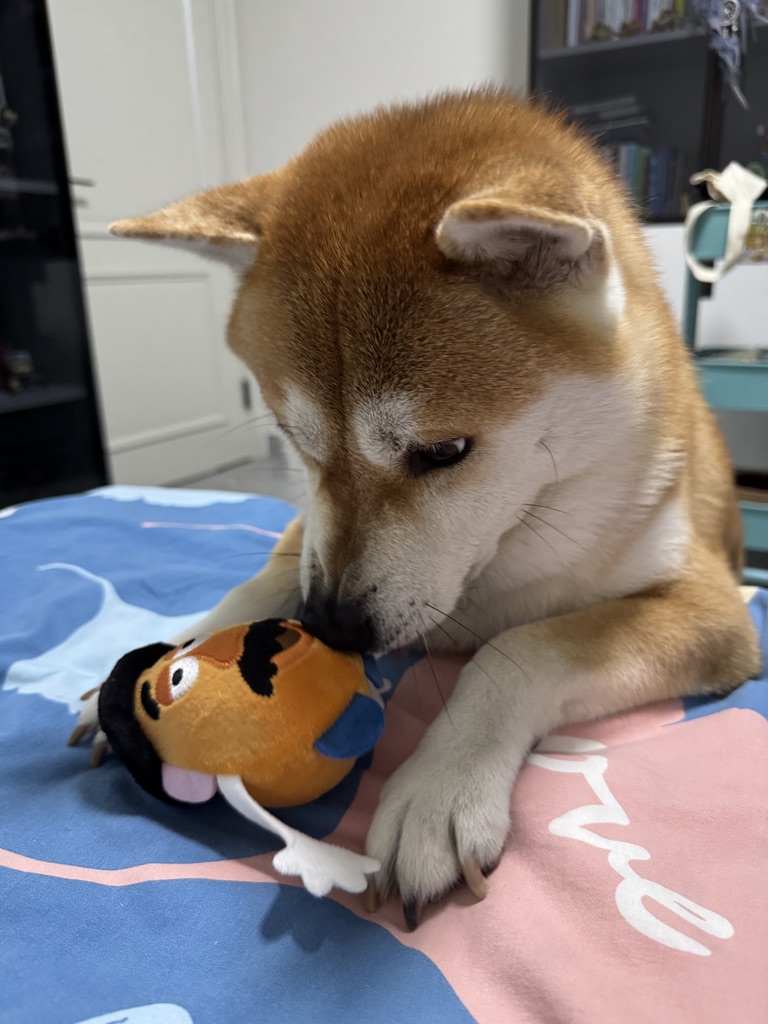 Sad_CH3N's tweet photo. 今天6岁了🥳🎉 https://t.co/DJyE9rVvI7