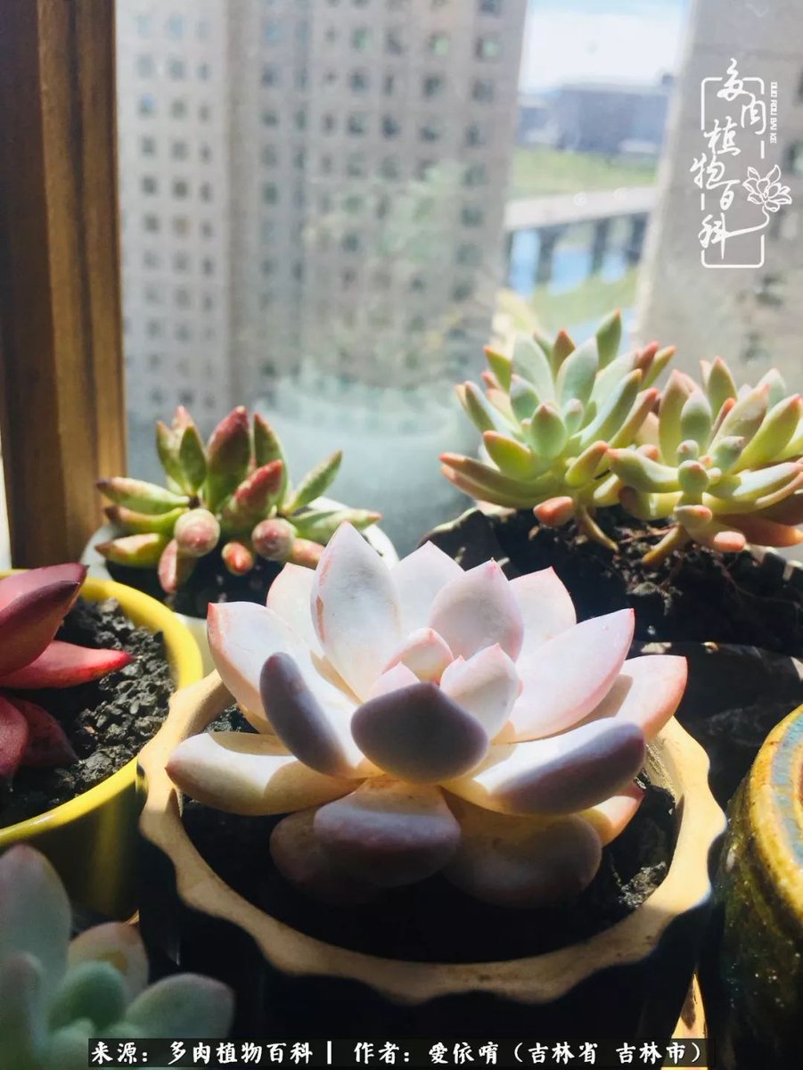 Enong_surga's tweet photo. Turn an old mason jar into a cute potted succulent planter—no fancy supplies needed! ， https://t.co/wgYwAZx4l2