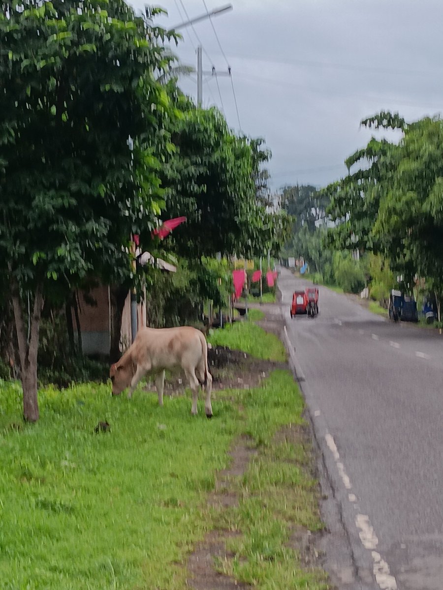 elainebens_'s tweet photo. Day 5: Dapat Easy Run nag intervals ang person https://t.co/pHAz3qejlw