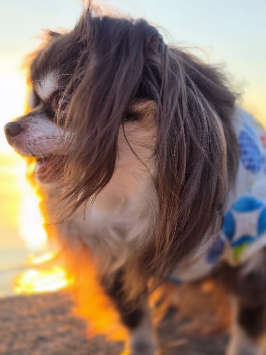 nao_feat_tk's tweet photo. @fumi_fumi0225 みみたん💕こんにちワン🐕️✨

本当に毎日暑ぃでしゅね～🐕️🥵

こまめに水分補給ちて✨
気をちゅけて下しゃいね～🐕️🍀

今月も💕よろちくでしゅよ～🐕️
💕💕💕ﾟ+(人・∀・*)+｡💕💕💕 https://t.co/qwOu2DUIfU