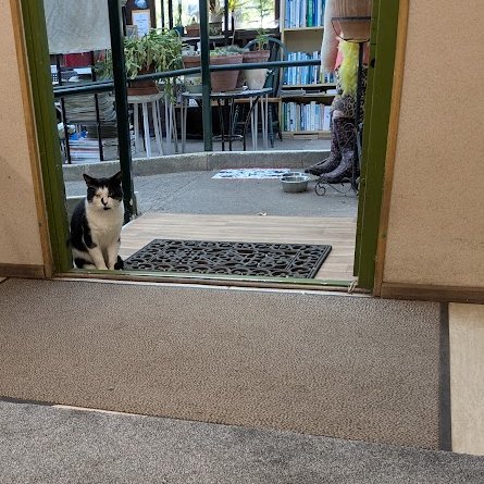 AllotmentCat's tweet photo. (Maurine)

I like to sit in the doorway and watch Colin getting our meals ready.

Amanda is still a bit scared of me. I don't know why, 

I'm only interested in food.

When I've had my breakfast in the veranda I usually go over to Janet's plot to see if she needs any help with her breakfast.

Betty says I've got a 'One track mind', whatever that is.