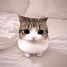 4hedonllia's tweet photo. how pintrest views yuu  ( 〃▽〃)

ʚɞ    your name + core
ʚɞ    cat
ʚɞ    album cover
ʚɞ    drink https://t.co/NRC2MwsfP2