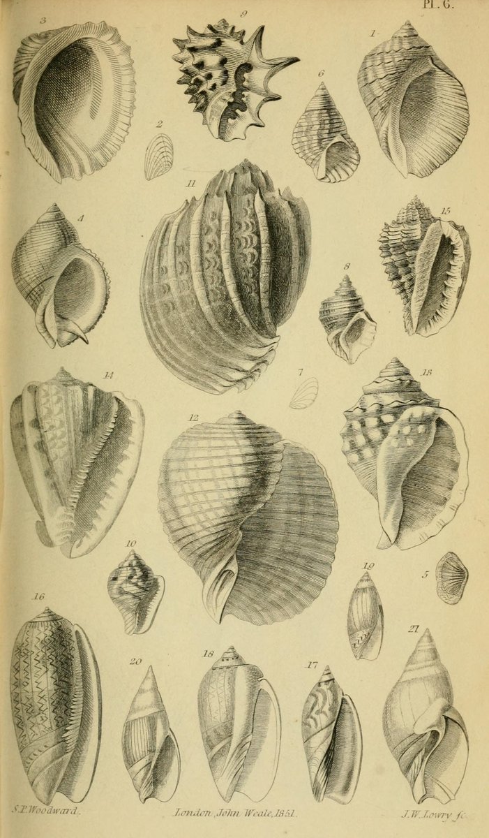 CRCiencia's tweet photo. ILUSTRACIENCIA
Moluscos
📚 A Manual of the Mollusca, London, J. Weale, 1851-56
#Moluscos #IlustraCiencia https://t.co/dj1VXPlJqG