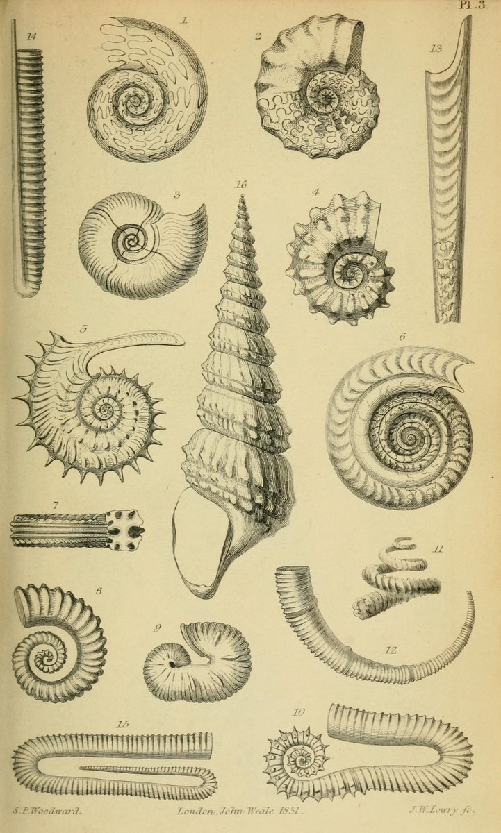 CRCiencia's tweet photo. ILUSTRACIENCIA
Moluscos
📚 A Manual of the Mollusca, London, J. Weale, 1851-56
#Moluscos #IlustraCiencia https://t.co/dj1VXPlJqG