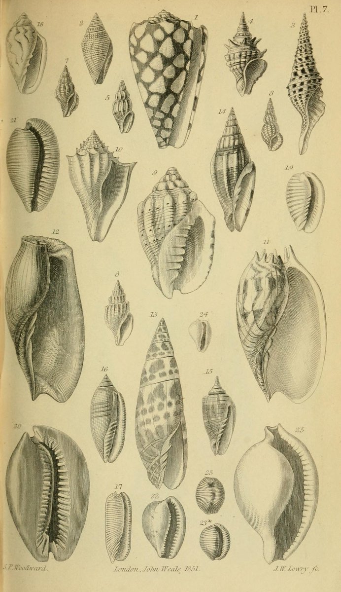 CRCiencia's tweet photo. ILUSTRACIENCIA
Moluscos
📚 A Manual of the Mollusca, London, J. Weale, 1851-56
#Moluscos #IlustraCiencia https://t.co/dj1VXPlJqG