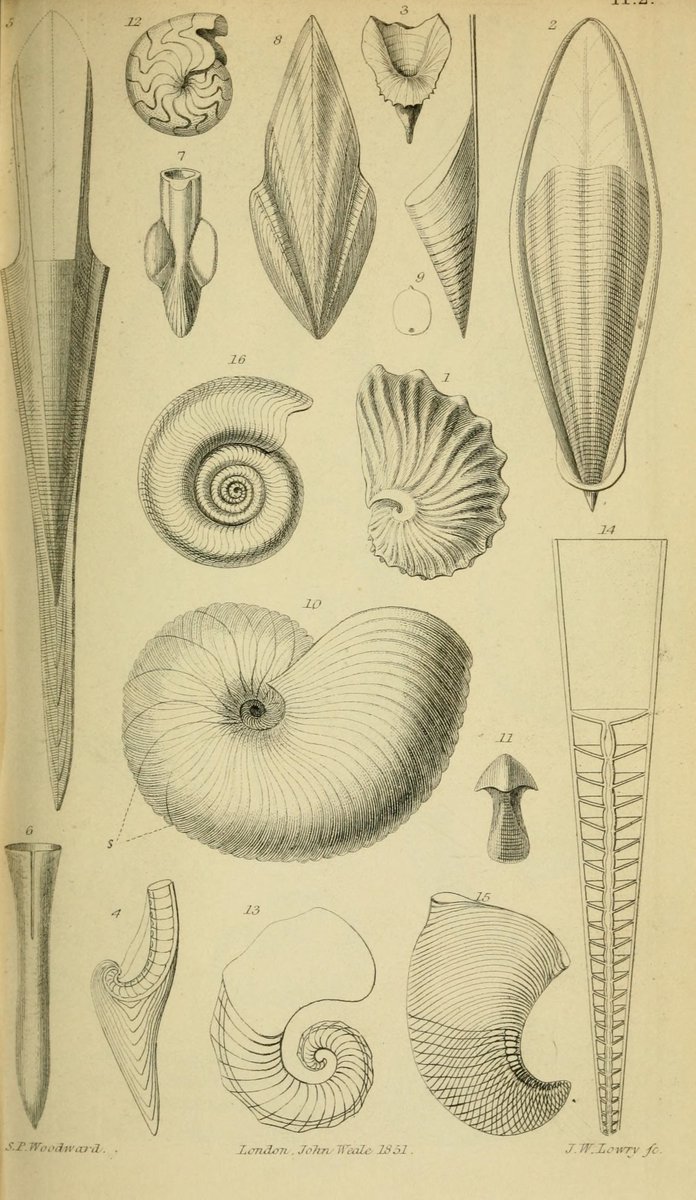 CRCiencia's tweet photo. ILUSTRACIENCIA
Moluscos
📚 A Manual of the Mollusca, London, J. Weale, 1851-56
#Moluscos #IlustraCiencia https://t.co/dj1VXPlJqG