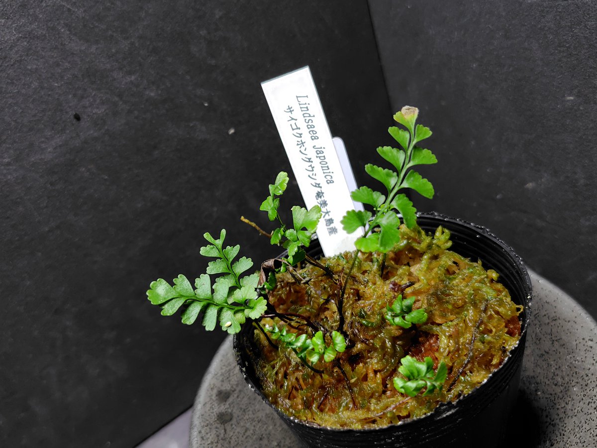 AQUAFORTUNE2007's tweet photo. 【お盆セール情報】
KSBさん(@KOKESHINOBULOG )生産品の沖縄、奄美の植物も色々ご用意しております!
シリケンイモリのレイアウトにオススメの植物になりますのでシリケンイモリ飼育されてるお客様はチェックしてみて下さい!!
レイアウトに使い易いものが多いので是非😊
#お盆セール
#KSB https://t.co/c1T8iOirUy