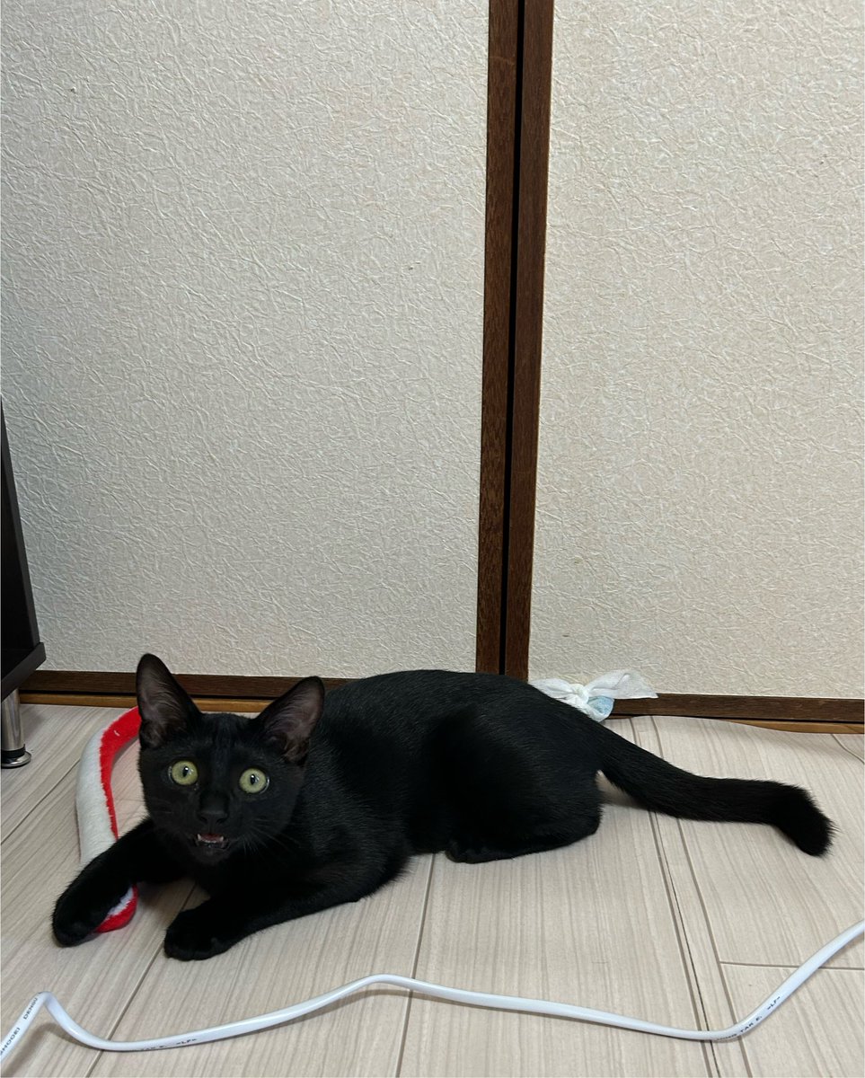 single_neko's tweet photo. 人間から聞きなれない音（くしゃみ）がきこえてこの顔 https://t.co/NR6IsGW0Eb