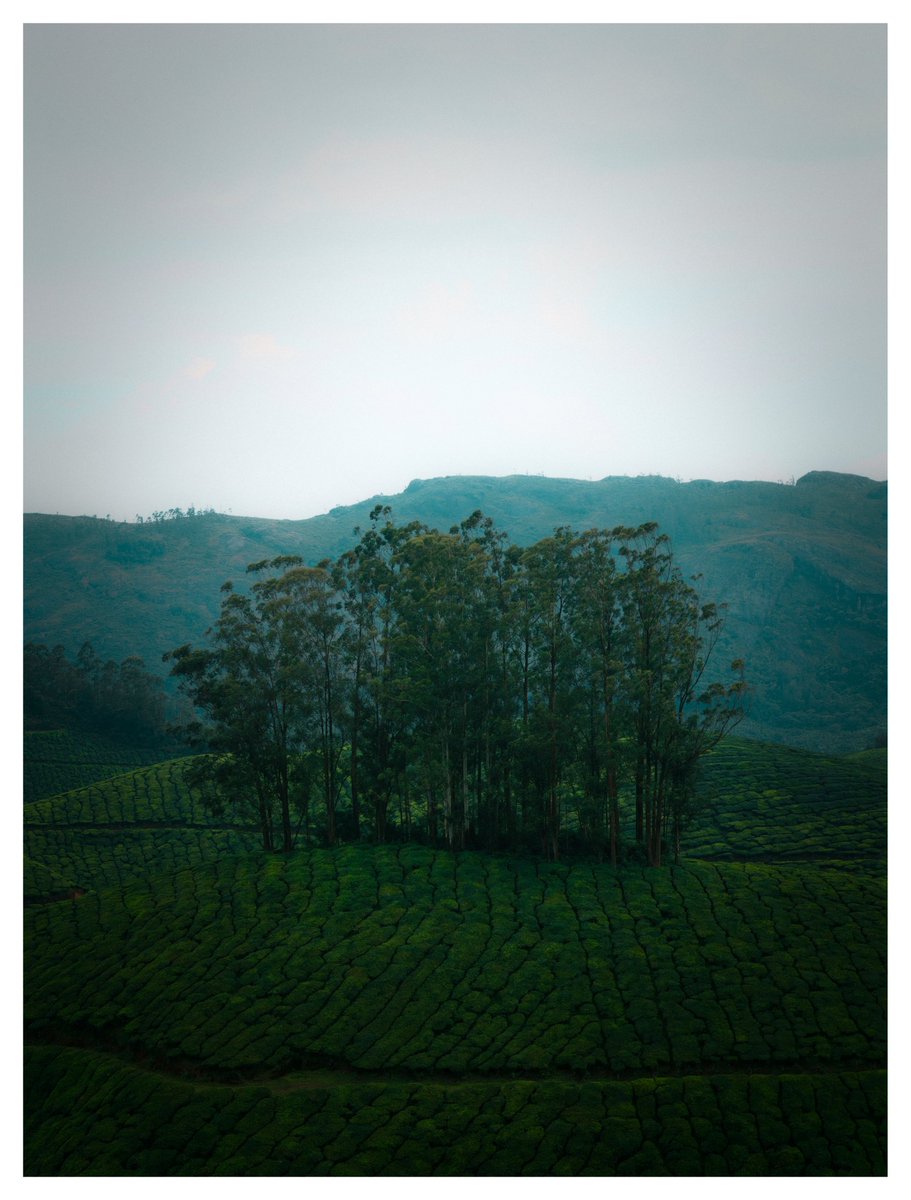 gokull_krrish's tweet photo. Munnar ⛰️☁️
#ShotonOppo #FindX9Pro
#Munnar #Kerala https://t.co/lb7ewc9afj
