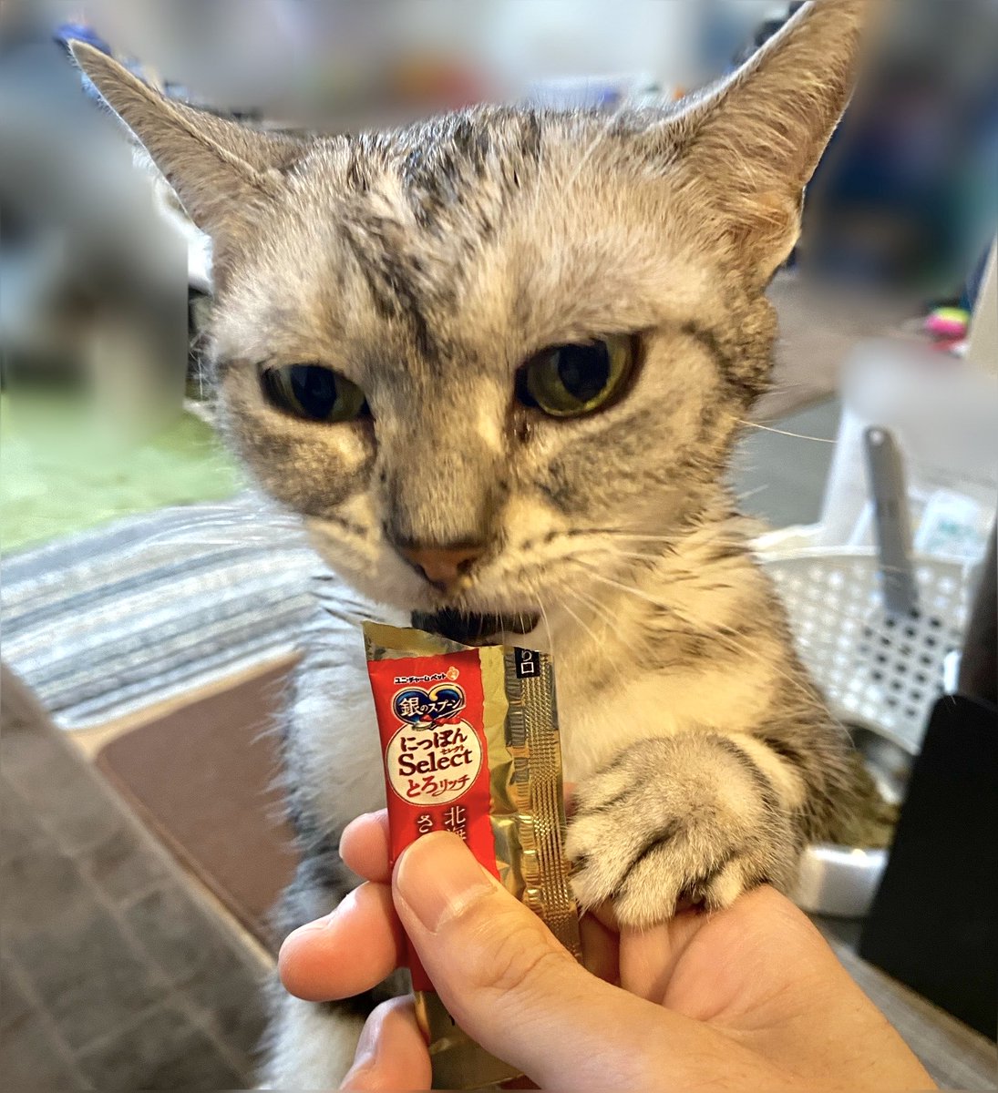 nilyum0123's tweet photo. 風呂上がりの一杯(ちゅーる)😸
#猫のいる暮らし #ねこのいる生活 #Lifewithacat #Americanshorthair #アメショ #アメリカンショートヘア https://t.co/4BrxmpZrH1
