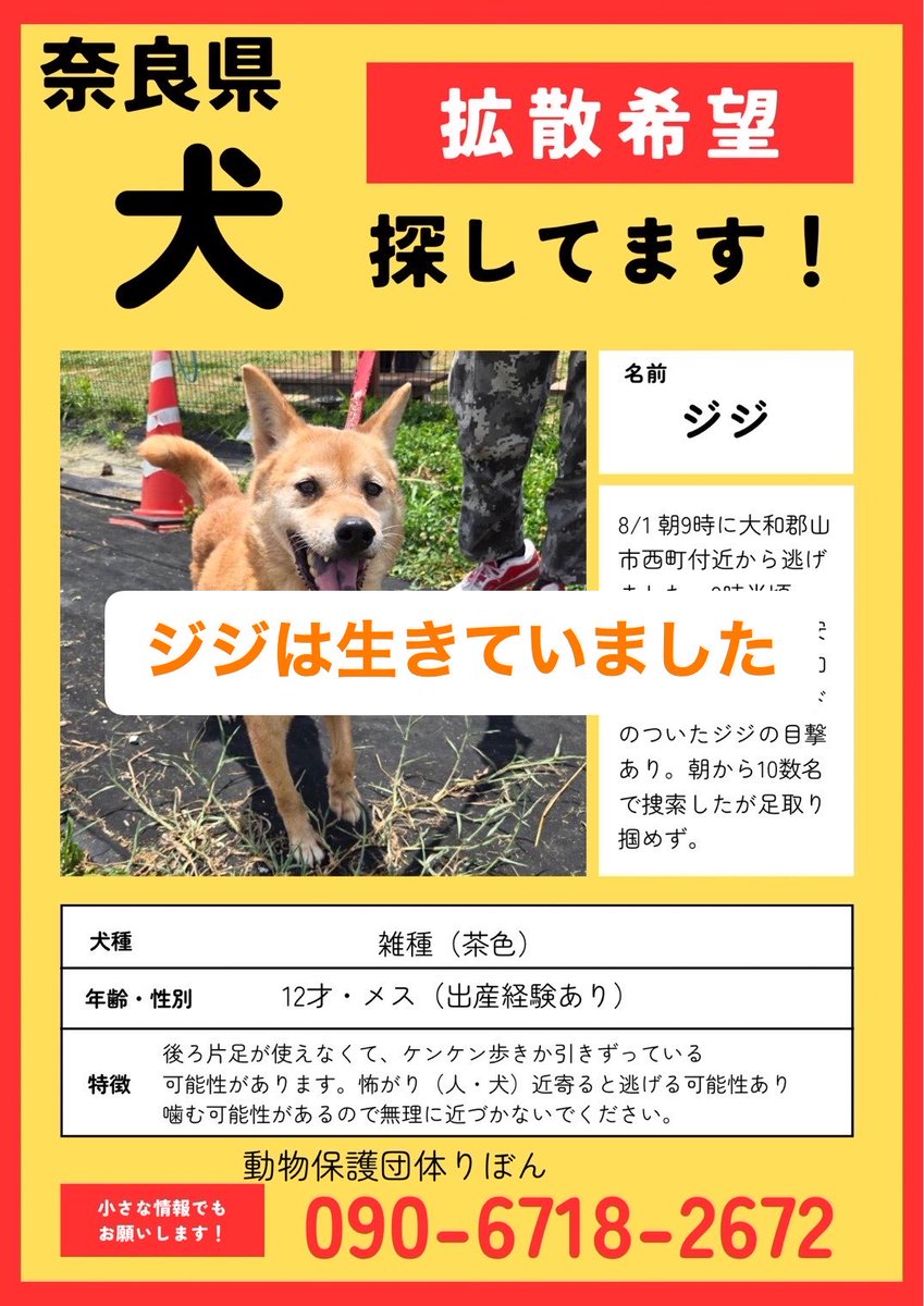 ribbon_shelter's tweet photo. 【ご報告】
ジジは、生きていました。
目撃情報がありました。

この数日間、たくさんの方に捜索や情報拡散にご協力いただき、本当にありがとうございます。
追いかけられるとその場から離れてしまう可能性があります。
どうか今は無理に追いかけず、見かけられたときはそっと見守りご連絡ください。 https://t.co/gRegQnpWcZ
