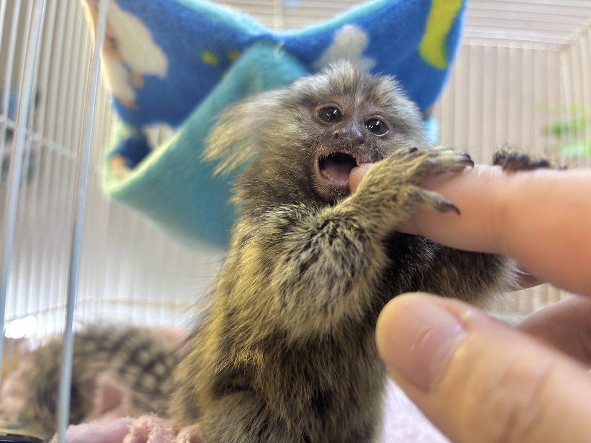 owlnestcafe's tweet photo. 大人気コモンマーモセットとショウガラゴが仲間入り！
撫でられるのがすきな甘えん坊さんです🫶🏻
いずれふれあい開始の予定ですので
楽しみにお待ちください🙇‍♀️🙇‍♀️

見ることはできますのでぜひ会いに来てください❤️‍🔥
お待ちしております〜！

03-5817-8133

#フクロウの巣カフェ #フクロウカフェ #上野 https://t.co/p04tb6WqGq