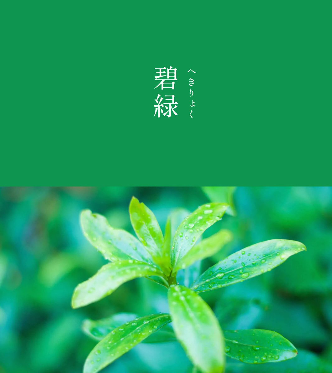 543life's tweet photo. 碧緑（へきりょく）｜#にっぽんのいろ

透明度の高い、澄んだ緑色です。
「碧」は古くから貴石とされてきた石英の結晶体のこと。
緑系の緑碧玉（りょくへきぎょく）のようなきらびやかさが、貴さを感じさせます。

8月のにっぽんのいろは、暦生活のサイトからご覧いただけます🌖
https://t.co/4NZQ9UGfQf