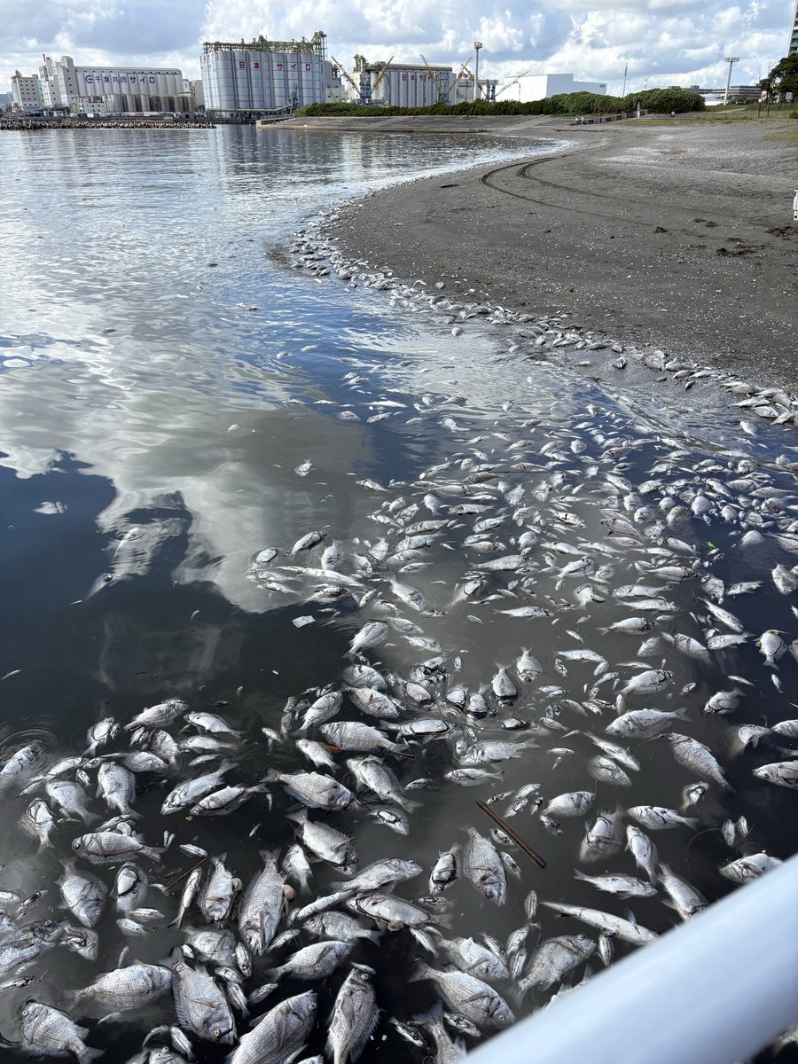 change_support_'s tweet photo. たまたま、千葉ポートタワーの海
に来てます
（千葉港、千葉ポートパーク）

強い匂いを感じ、見れば、
魚が大量死し、打ち上げてる様子を確認

海は、白さはあまりないですが
深い紺色という感じ。
辺り一帯が同様の状況

青潮？素人で原因は不明ですが、
近隣の方、釣りなどの際は
ご注意下さい、、 https://t.co/BiuYbZb691