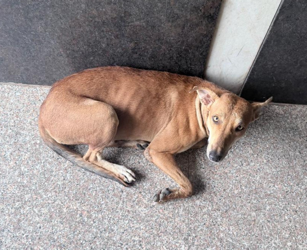 staarofficial's tweet photo. This is a urgent appeal, this innocent soul is alone her friends are taken away, she is afraid, scared of taken away like her friends. Please save her.
Nobody is telling us where they have taken their friends
#SaveStray
@pawsunmute
@pfaindia @TheDogMother_ @PercyBillimoria https://t.co/6kiSBPvYJL