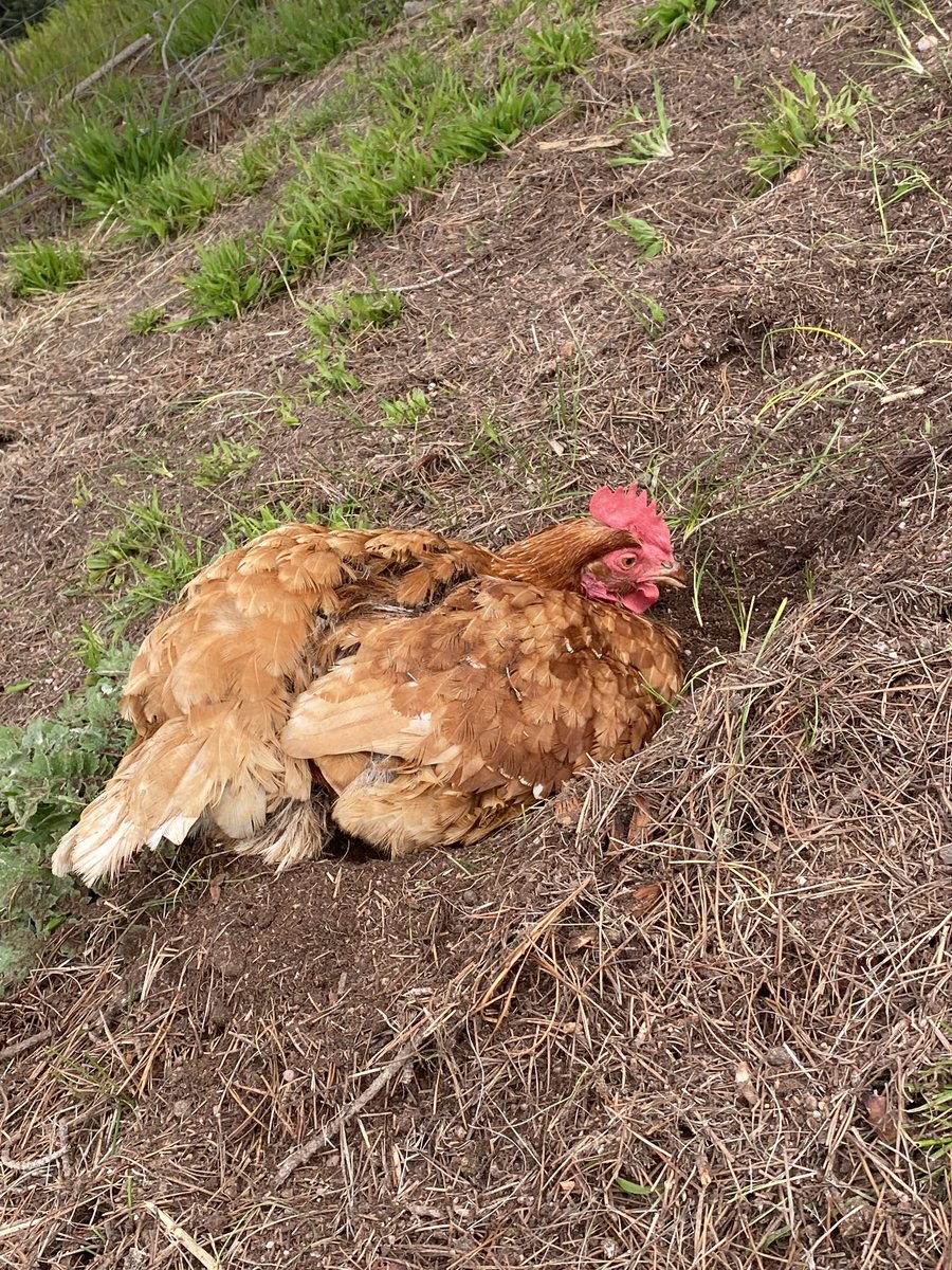 fantasticBlueGu's tweet photo. #chicken shes so fucking ugly I love her so much https://t.co/T3tNOoLp7s