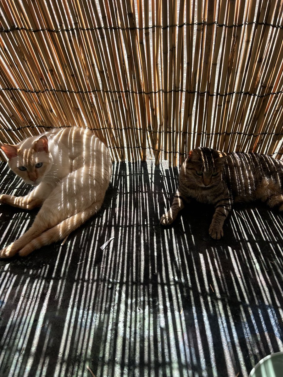 singekinoice's tweet photo. 猫だらけ🐈 https://t.co/ZqJ8KWfGsT