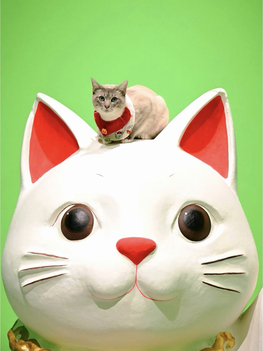 weidaowu's tweet photo. #Cat‑themed art #exhibition 🐱
"Whimsical Meow: A Journey Through Feline Culture" at Yinshanhu Art Museum.

Adorable lucky‑cat installation, lovely cat‑focused prints and paintings.
Even a real cat drops by to visit the show😼
📍#YinshanhuArtMuseum https://t.co/IfhrjQjmP1
