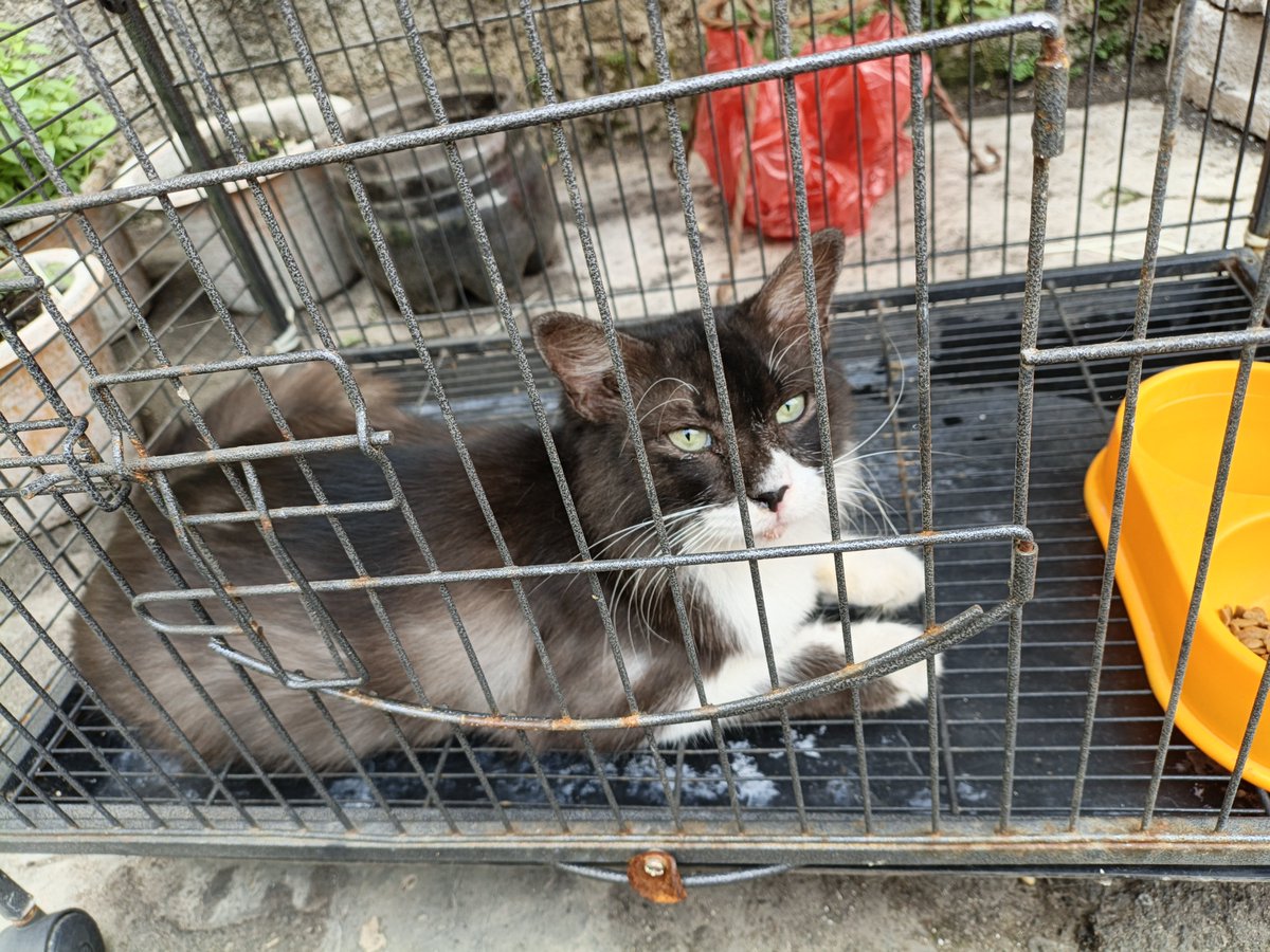 rinatrianaaa's tweet photo. temen-temen yang merasa anabulnya hilang sekitar rumah aku daerah pisangan ciputat timur, ini aku temuin deket indomaret. kayanya baru ilang soalnya gak kurus.
ciri-ciri sperti yg difoto, betina, dan lagi pilek.
pemiliknya boleh DM yaa https://t.co/KG63sJQinm