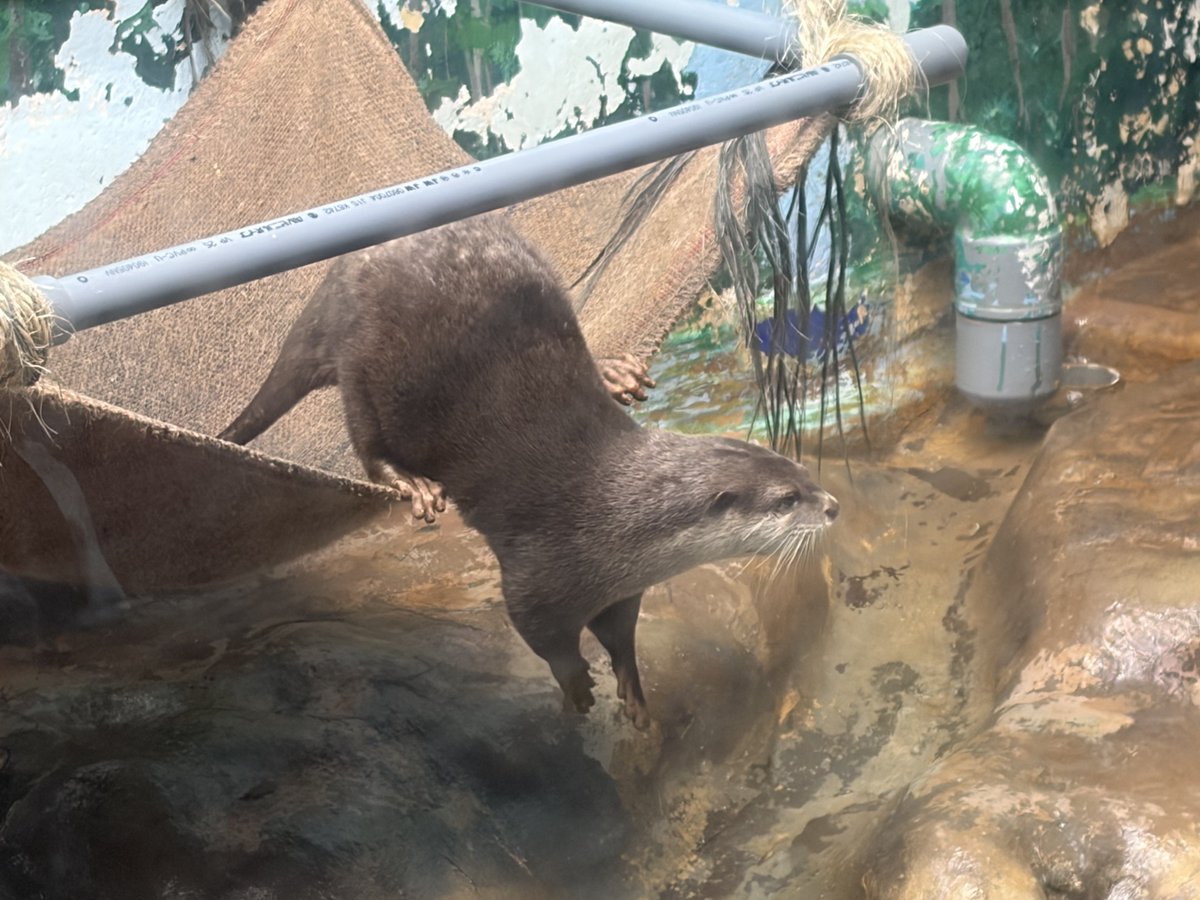 hannta21's tweet photo. これはカワウソです https://t.co/g35MgngqWT