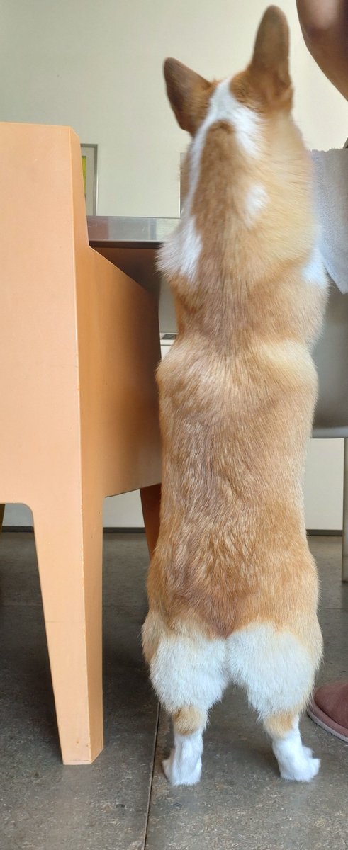 corgi_molmol428's tweet photo. ＃コーギーのいる暮らし
姿勢いいねwww https://t.co/blu3eoIKHk