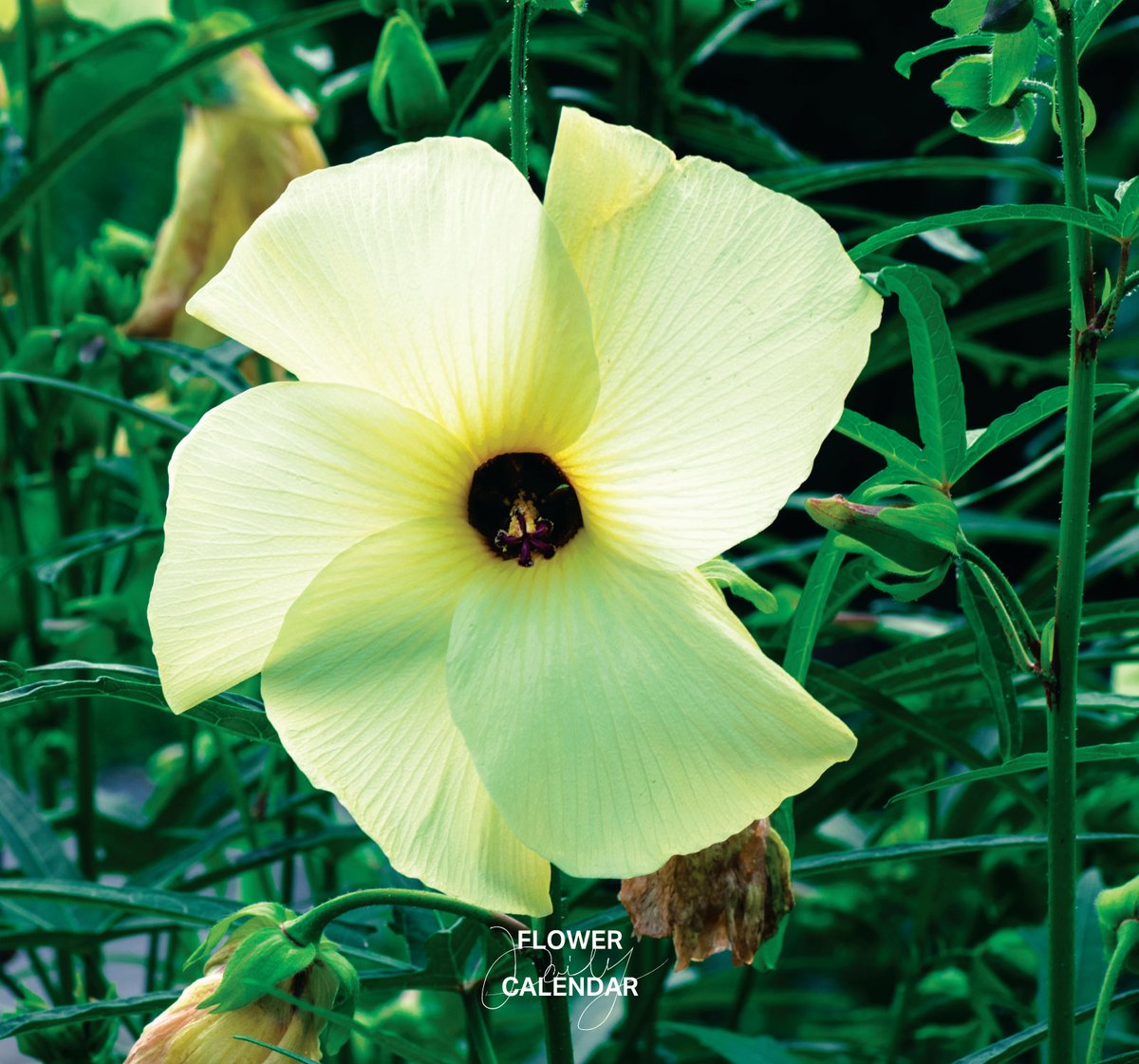 543life's tweet photo. トロロアオイ｜花の日めくり

花言葉「恋で身が細る」

夏から秋にかけて咲くアオイ科の多年草で、淡い黄色の花を咲かせます。
中国原産で、江戸時代初期に渡来。根にトロロのような粘液を含み、和紙の糊として利用されます。

▼暦生活｜日本の季節を楽しむ暮らし｜365日、毎日暦のお話をお届けします♪
https://t.co/xJV2YNFkYT