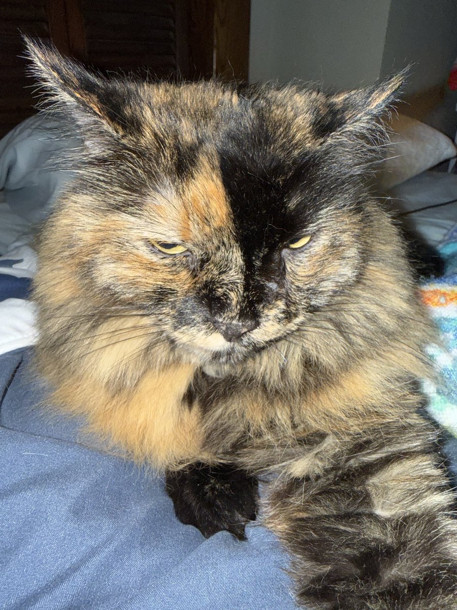 queenjamslace's tweet photo. I fear I will have to continue the goal for a CT Scan for Eliza. I was looking at old pics and realized that her nose *is* crooked and there’s some swelling which means it could still be a tumor. Please please if you can donate, donate to this link: https://t.co/uOFJbbEoto https://t.co/BrjIMsfR0L
